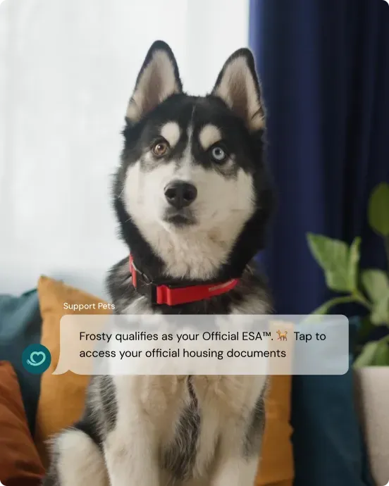 Live anywhere with your pet — husky on a couch with an Official ESA chat notification