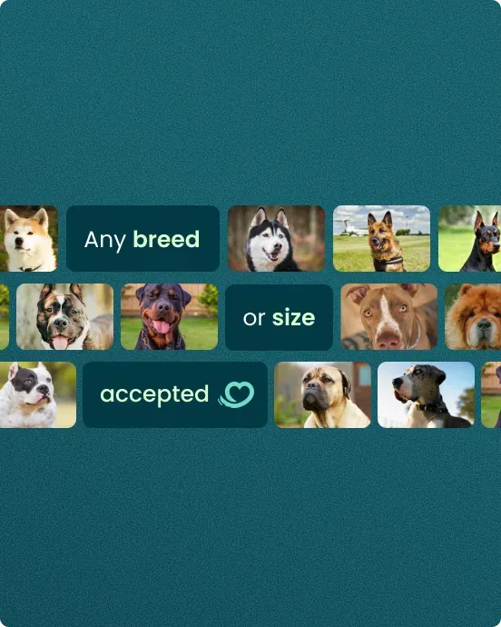 Any breed or size accepted — collage of various dog breeds